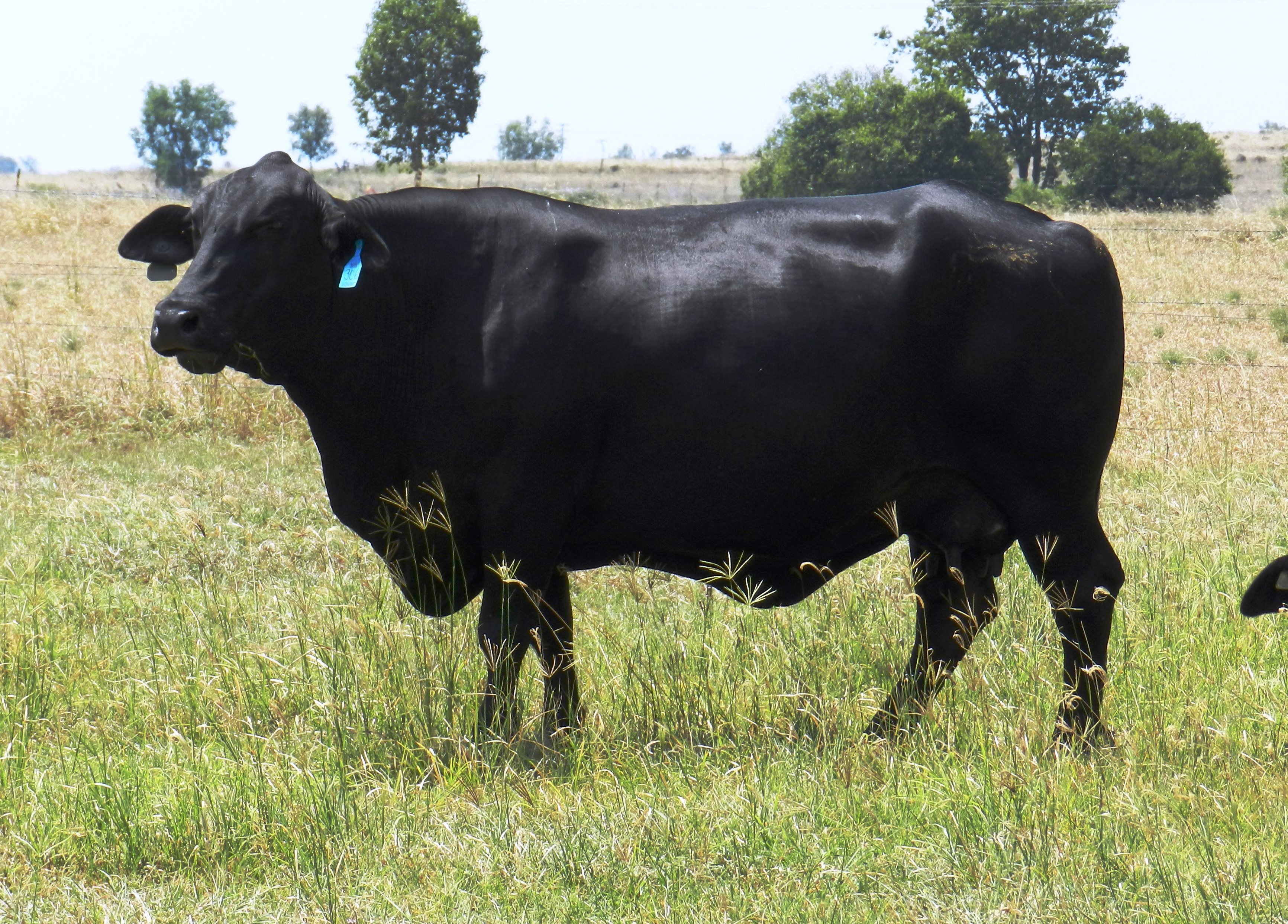Elara Amy 2nd 306 (2018)